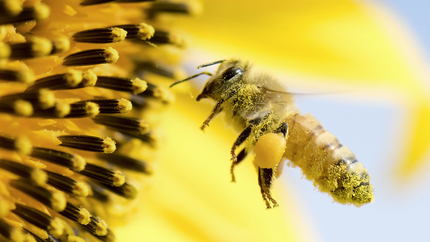 Einsatz: Bienen